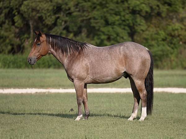 flashy-quarter-horse
