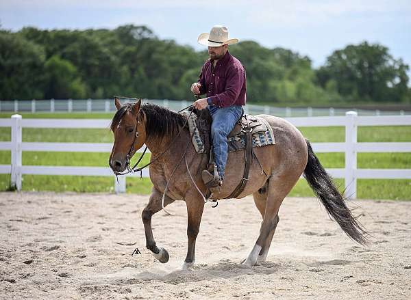 heading-quarter-horse