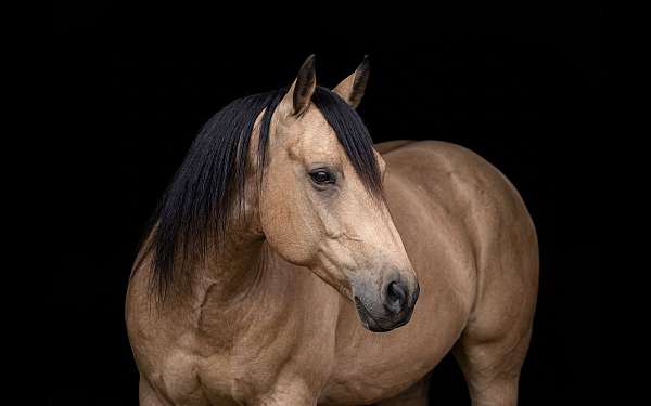 buckskin-ridden-en-horse