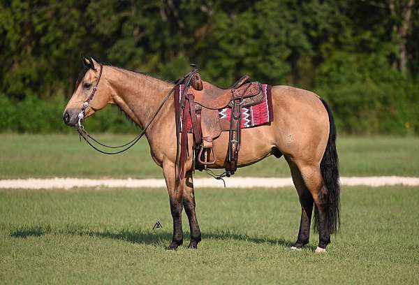 all-around-quarter-horse