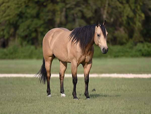 athletic-quarter-horse