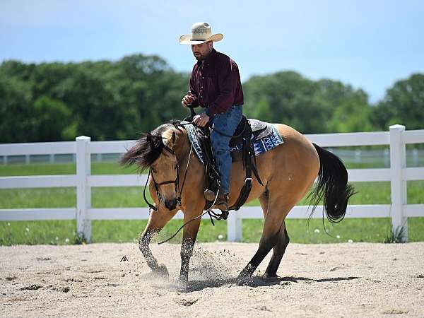 beginner-quarter-horse