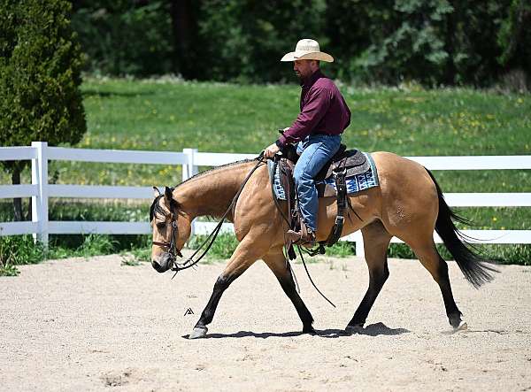 calf-roping-quarter-horse