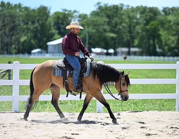 dressage-quarter-horse