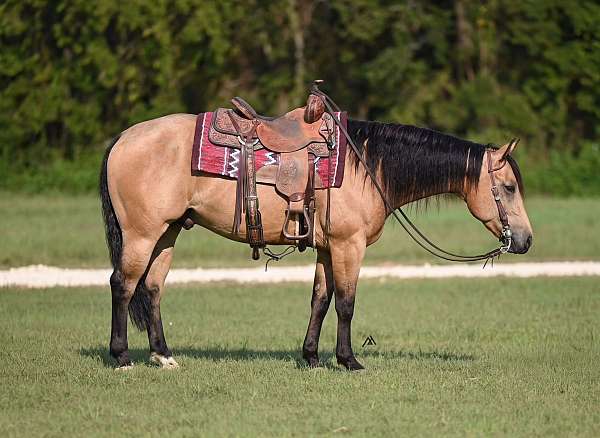 drill-team-quarter-horse
