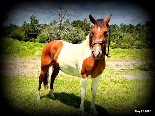 advanced-beginner-horse-paint