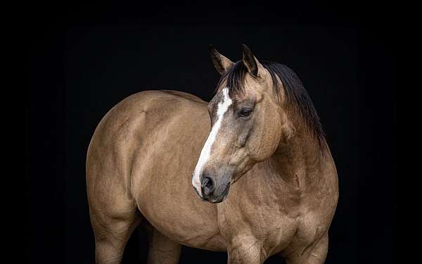 all-around-quarter-horse