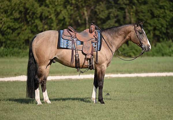 athletic-quarter-horse