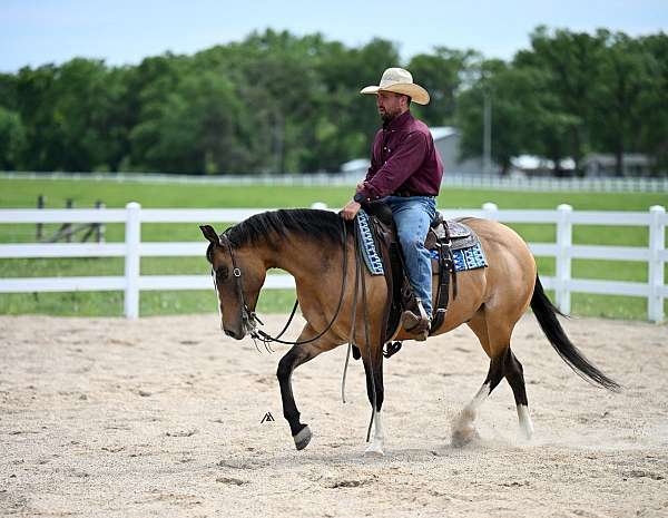 beginner-quarter-horse