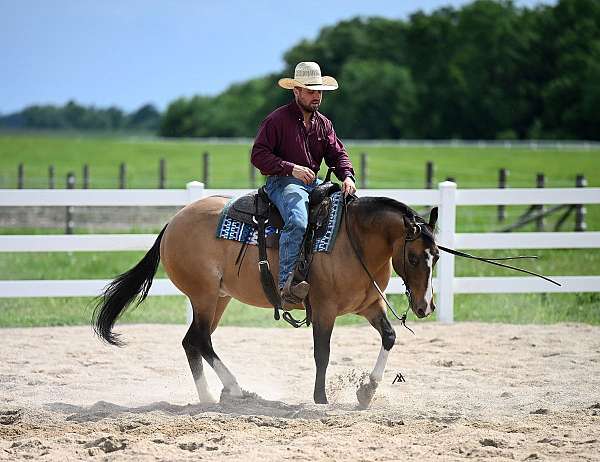 calf-roping-quarter-horse