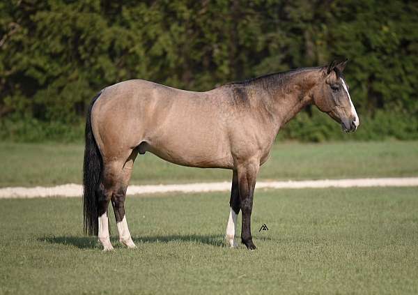 cutting-quarter-horse