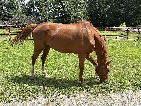 thoroughbred-gelding