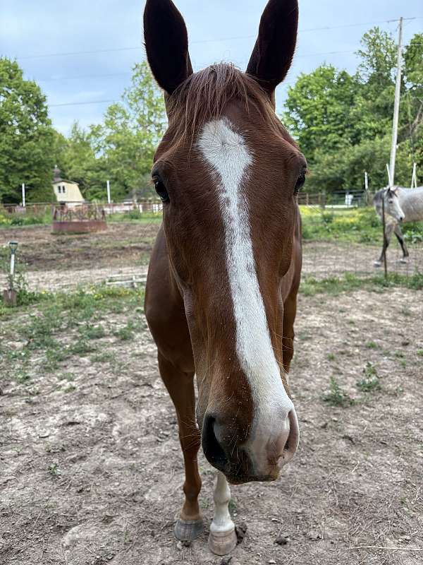 thoroughbred-pony-for-sale