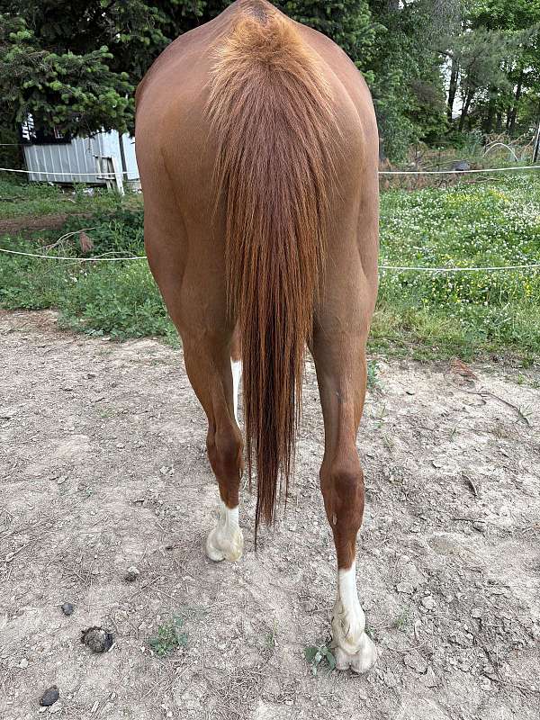 thoroughbred-pony