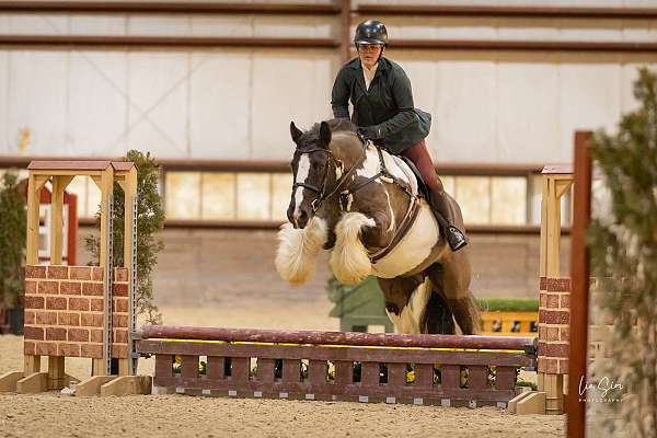 fat-gypsy-vanner-horse