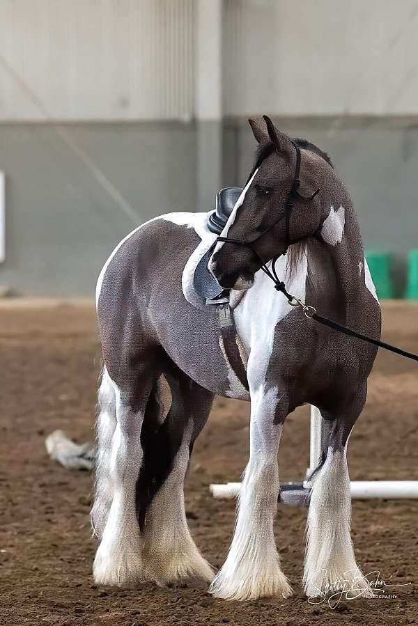 fox-hunting-gypsy-vanner-horse