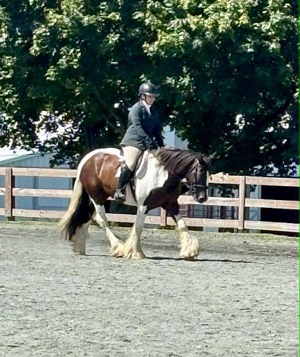 gold-rush-gypsy-vanner-horse