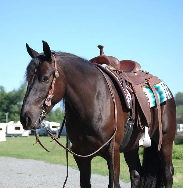 virginia-draft-horse