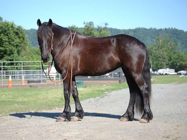 star-horse