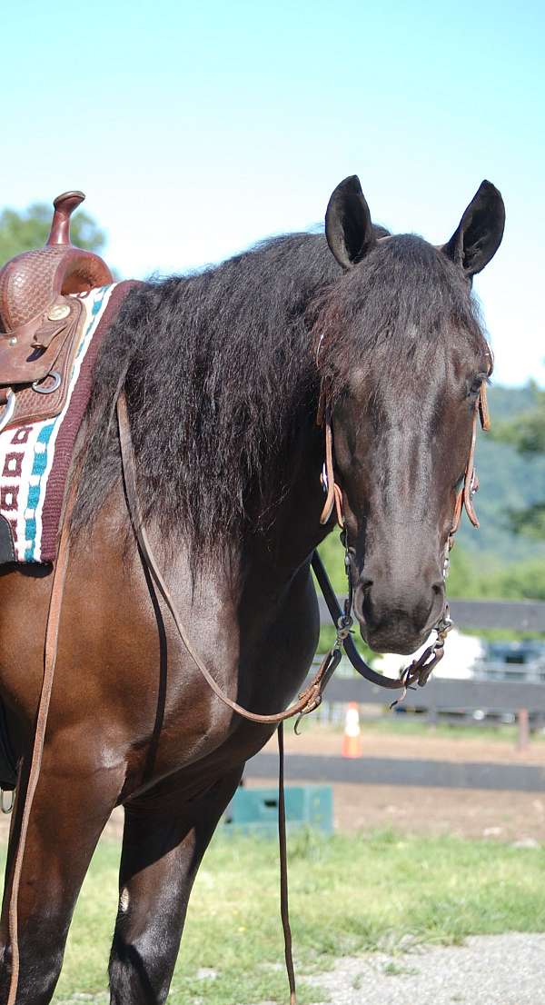 black-star-horse