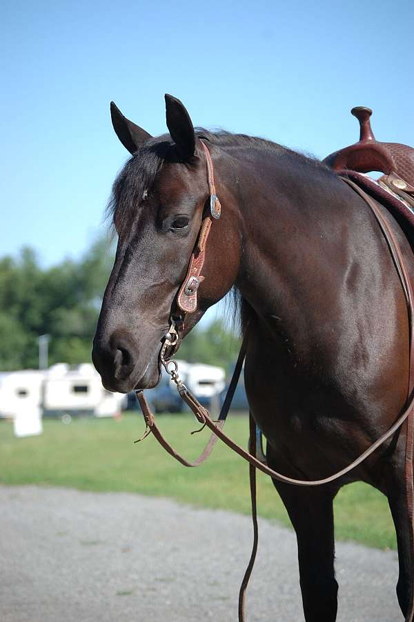 unicorn-draft-horse