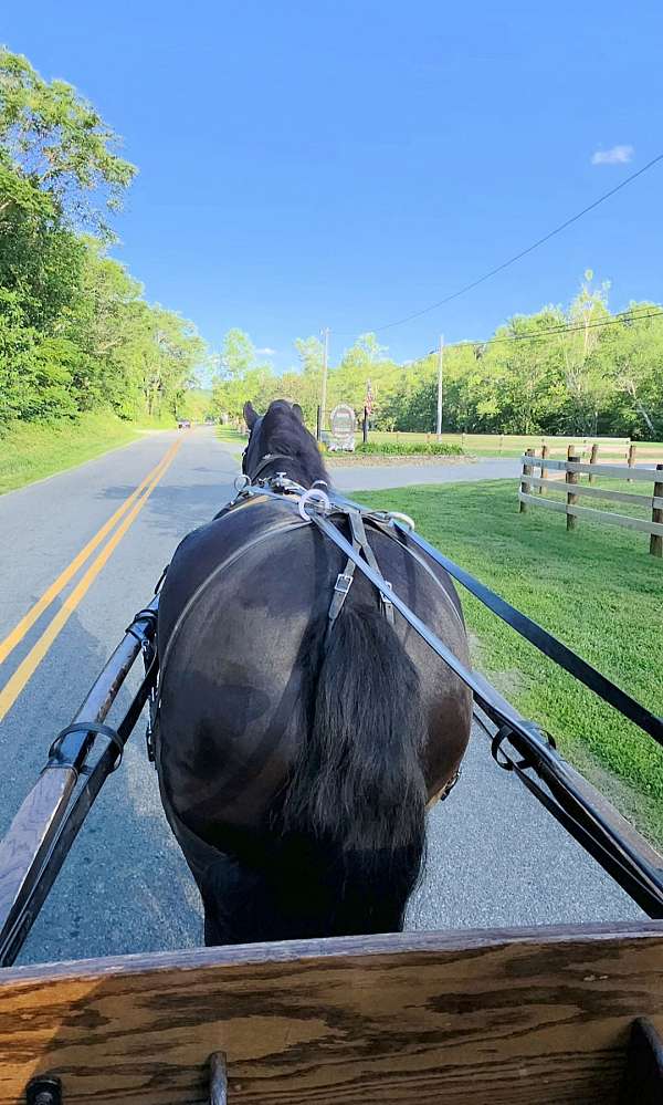 trail-partner-draft-horse