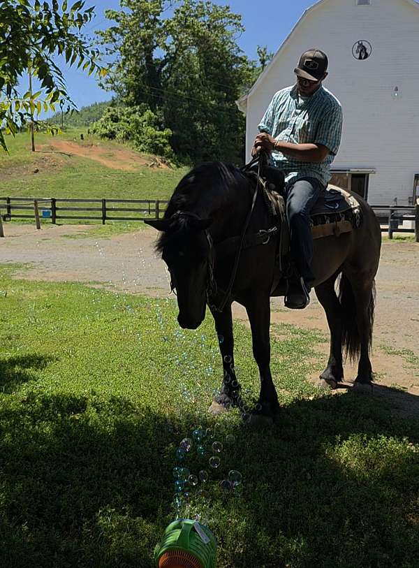 black-draft-horse