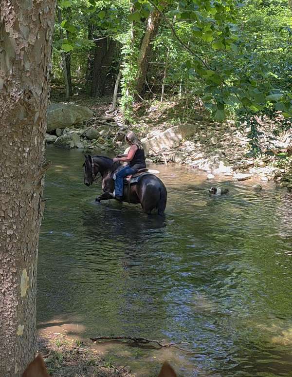 mare-draft-horse