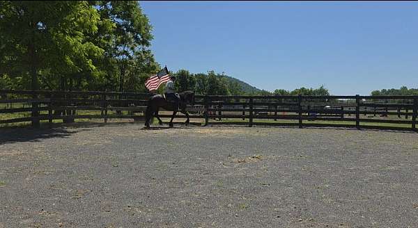 all-around-draft-horse
