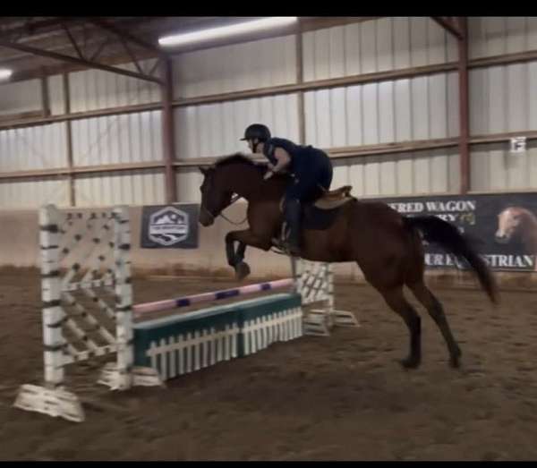 lesson-gelding-yearling