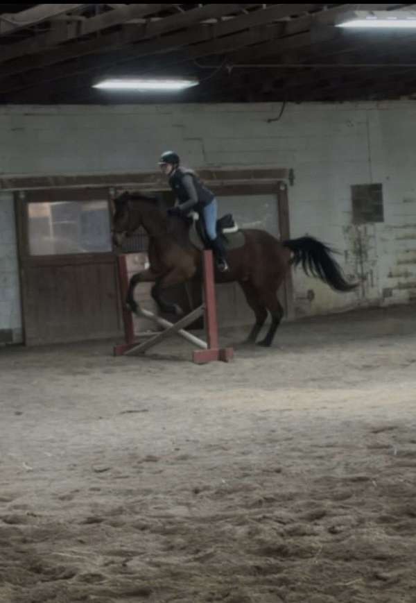 as-is-appendix-horse