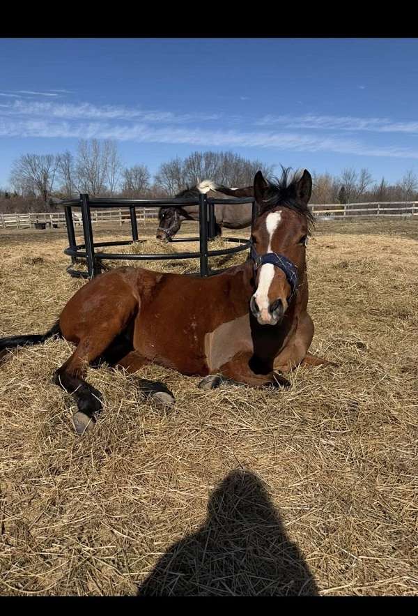 breaking-appendix-horse