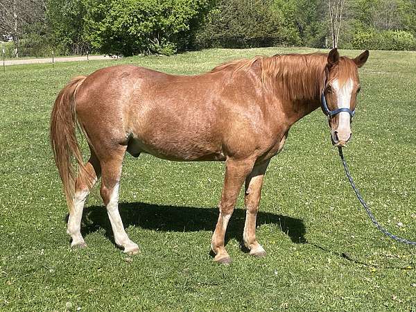 blaze-sock-on-rear-legs-horse