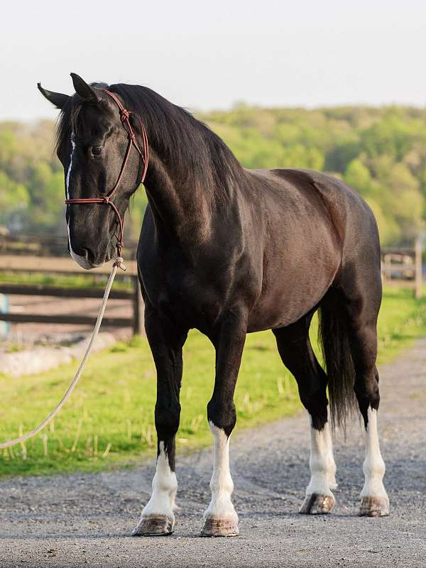 dressage-dutch-warmblood-horse