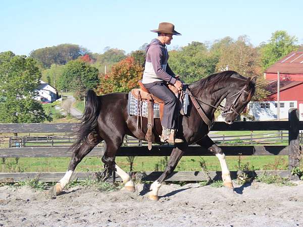 driving-dutch-warmblood-horse
