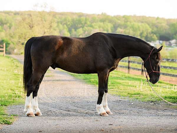 horsemanship-dutch-warmblood-horse