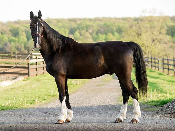 husband-safe-dutch-warmblood-horse