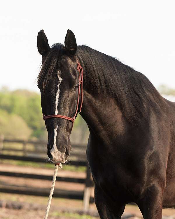 natural-horsemanship-training-dutch-warmblood-horse