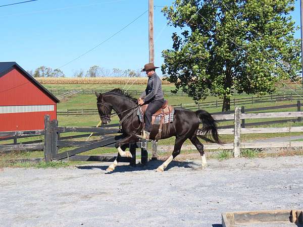 ridden-english-dutch-warmblood-horse
