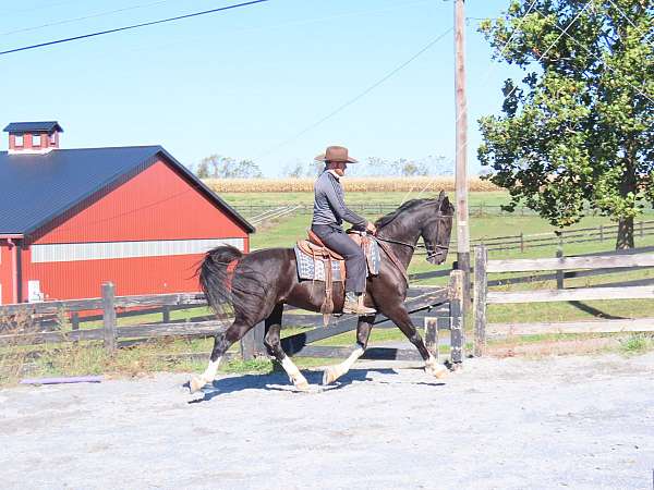ridden-western-dutch-warmblood-horse