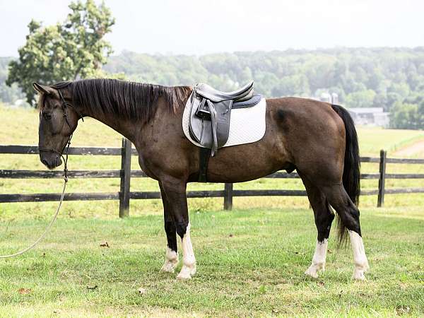 trail-riding-dutch-warmblood-horse