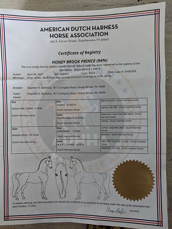 western-dressage-dutch-warmblood-horse