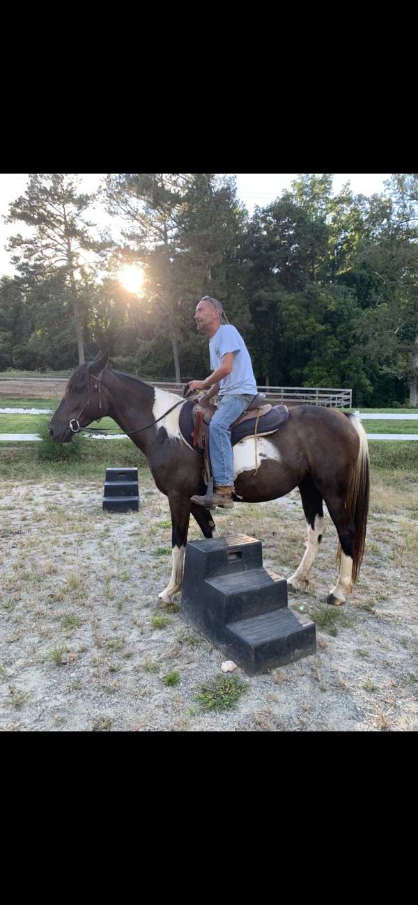 morgan-horse-for-sale