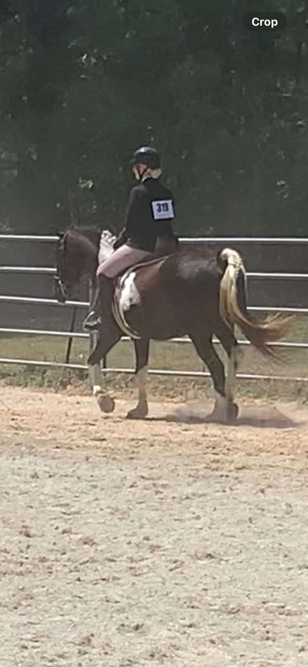 morgan-horse