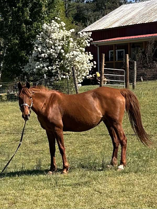 beginner-saddlebred-tennessee-walking-horse