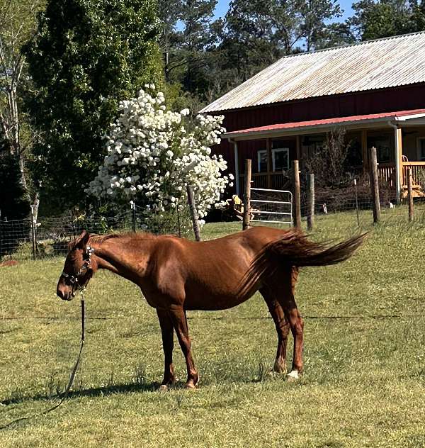 saddlebred-tennessee-walking-horse