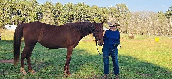 saddlebred-tennessee-walking