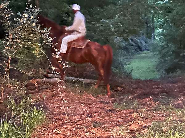 saddlebred-tennessee-walking-horse-for-sale