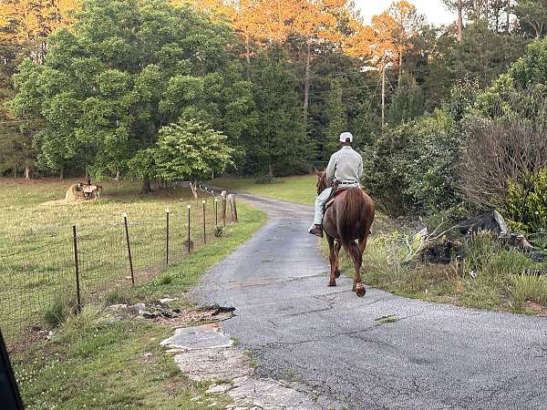 tennessee-walking-horse-for-sale