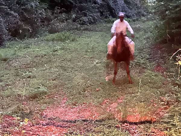 tennessee-walking-mare